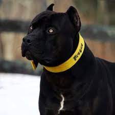 We did not find results for: 11 Schwarze Hunde Ideen Schwarze Hunde Hunde Schone Hunde