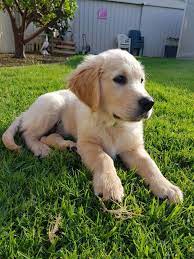 As a new owner of golden retriever puppy, you will be surprised to know that handling of puppies can boost their growth. 12 Weeks Old Today Labrador Puppy Puppy Maltese Puppy Golden Retriever