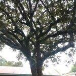 Image result for Lannea discolor