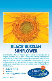 The huge, yellow flowers are often 12 in diameter and full of plump, tasty seeds. Black Russian Sunflower Seeds Annual Wildflower Seeds