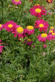 Image result for Osteospermum monocephalum