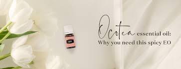 Image result for Ocotea