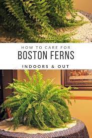 How To Care For Boston Ferns Indoors Out Thirtysomethingsupermom Boston Care Ferns Indoors Thirtysomethingsuper Boston Ferns Outdoor Plants Garden Care