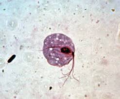 Can Chlamydia And Other Stis Come Back After Treatment?