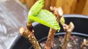 Maybe you would like to learn more about one of these? Wakefield Prison S Mulberry Bush Tree Cut Down Bbc News