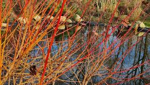 Find great deals on ebay for cornus midwinter fire. Cornus Sanguinea Midwinter Fire 2 Italian Botanical Trips