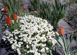 Image result for Arabis