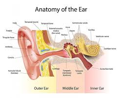 The inner ear (internal ear, auris interna) is the innermost part of the vertebrate ear. Anatomy Of The Ear Audiocardio Sound Therapy And Hearing Training App