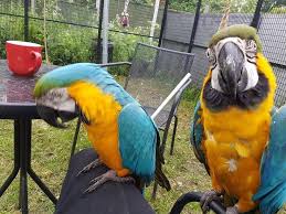 Exotic Bird Eggs For Sale Blue And Gold Macaw Parrots For Sale Macaw Parrot Parrot Macaw