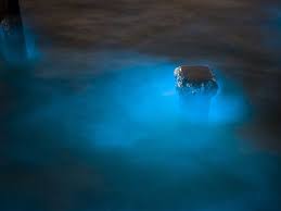 Als meeresleuchten werden lichterscheinungen im meer bezeichnet, die der biolumineszenz meeresleuchten kann sowohl an der küste als auch im offenen meer beobachtet werden. Das Steckt Hinter Den Mysteriosen Punkten Die Jetzt In Der Nordsee Leuchten Business Insider