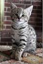Savannah Kittens For Sale by Reputable Breeders | Pets4You