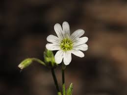 Image result for Cerastium afromontanum
