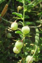 Image result for Crotalaria eremicola