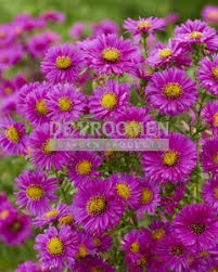 Image result for Asters `Jenny