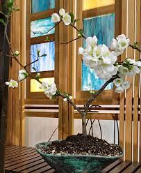 'toyo nishiki ' japanese flowering quince. Japanese Flowering Quince Chaenomeles Speciosa Toyo Nishiki Bonsai Akira