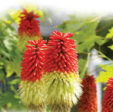 Image result for Kniphofia grantii