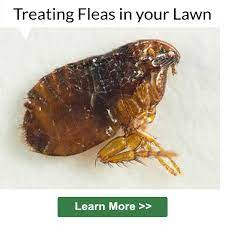 One survey only found fleas outdoors in 2 of 45 homes infested homes. How To Treat Fleas In The Yard Scotts