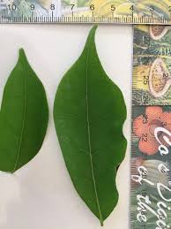 Image result for Crudia