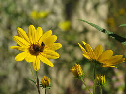 Image result for Helianthus angustifolius