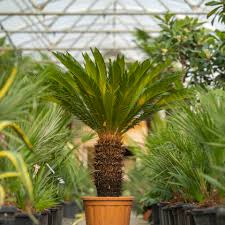 Image result for Cycas