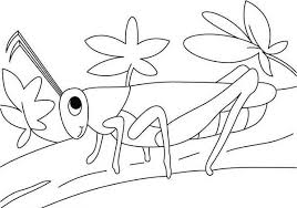 They will provide hours of coloring fun for kids. Pin By Colornimbus On Grasshopper Coloring Pages Bug Coloring Pages Online Coloring Pages Insect Coloring Pages