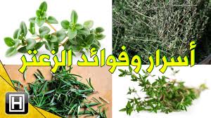 أسرار عشبة الزعتر البري وفوائدها المدهشة مع طرق إستعمالها الصحيحة Youtube