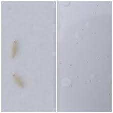 Tiny yellow bugs on car. Woke Up To Hundreds Of These Tiny White Bugs All Over My Car Anyone Know What They Are Whatsthisbug