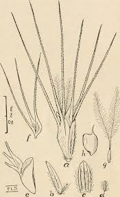 Image result for Halopyrum mucronatum