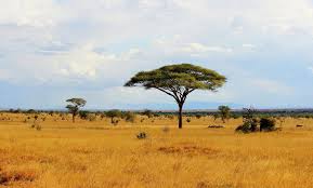Evidence Supports Theory That Humans Evolved In Grasslands Redorbit Landscape Photography African Jungle Landscape