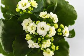 Image result for Kalanchoe calandiva