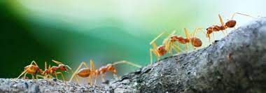 Neuse pest control is the raleigh and cary, nc exterminator of choice for ants, cockroaches, termites, bed bugs and more! Pest Control In Apex Professional Exterminators Since 2008