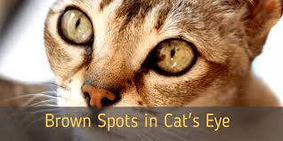 Maybe you would like to learn more about one of these? A Cat That Has Spots Of Only One Color Catwalls