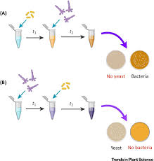 Maybe you would like to learn more about one of these? Yeast Bacterium Interactions The Next Frontier In Nectar Research Trends In Plant Science