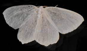 Maybe you would like to learn more about one of these? Pure White Moth Campaea Perlata Bugguide Net