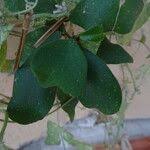 Image result for Tacazzea