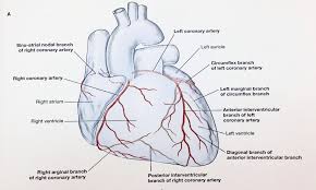 Left internal mammary artery to the left anterior descending coronary artery, reverse saphenous vein to the first diagonal procedure: 2