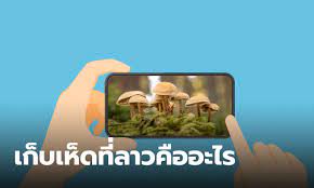  august 2, 2021  7 คนไทยเก็บเห็ดหลงเข้าเขตลาว ได้ฉีดวัคซีน mrna ก่อนส่งกลับไทย uncategorized  august 2, 2021  นายไชย์พล ขัดแย้งทีมค้นหา uncategorized Yulzdt4effuzbm