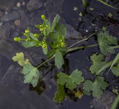 Image result for Ranunculus sceleratus