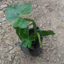 Jawabannya bisa ya, bisa tidak. Pokok Buasir Patah Tulang Shopee Malaysia