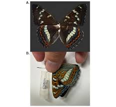 Image result for Limenitis populi