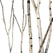 Birch Forks 5 Up To 8 Birch Branches Tree Textures Branch Decor
