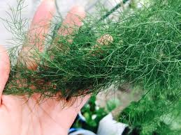 100均のアスパラガスを購入 来年収穫を目指す方法 Lovegreen ラブグリーン