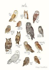 Owls Art Print By Amy Hamilton Owl Art Print Owl Posters Owl Art
