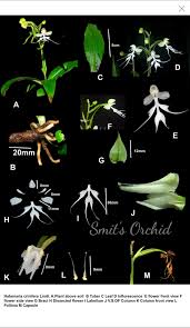 Image result for Habenaria adolphi