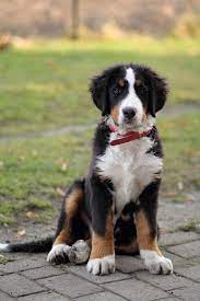 Pin On Bernese Mountain Dogs