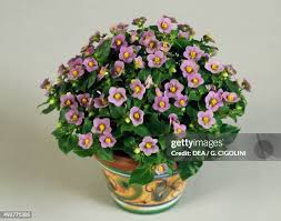 Image result for Exacum