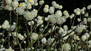 Image result for Thymelaeaceae