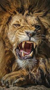 Over 40,000+ cool wallpapers to choose from. Great Lion Ultra Hd Wallpapers For Andriod Download In Link For Hd Result Lion Photography Lion Images Lion Pictures