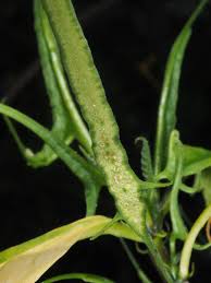 Image result for Dorstenia psilurus
