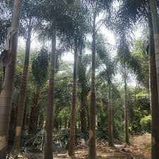 Image result for Wodyetia